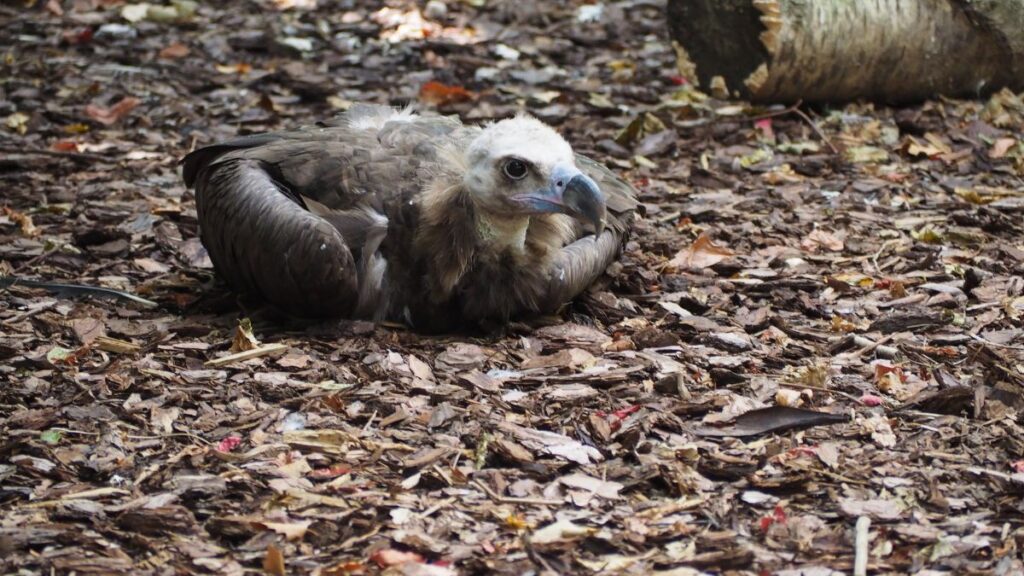 Egy barátkeselyű pihen a földön, körülötte falevelek és természetes anyagok találhatók.