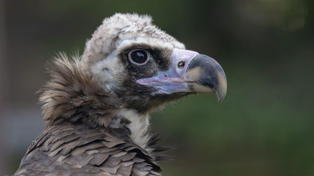 A barátkeselyű közelről, részletesen látható a feje és a tollazata.
