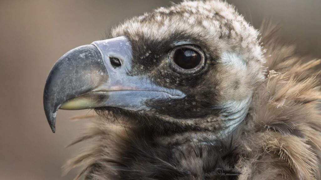 A barátkeselyű közelről, részletesen látható a fej és a csőr.