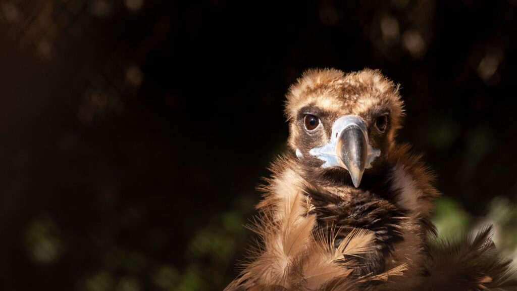 Egy barátkeselyű közelről, figyelmes tekintettel, természetes környezetében.