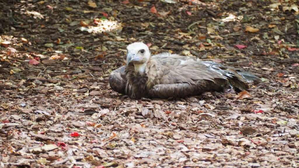 Egy barátkeselyű pihen a földön, körülötte falevelek.