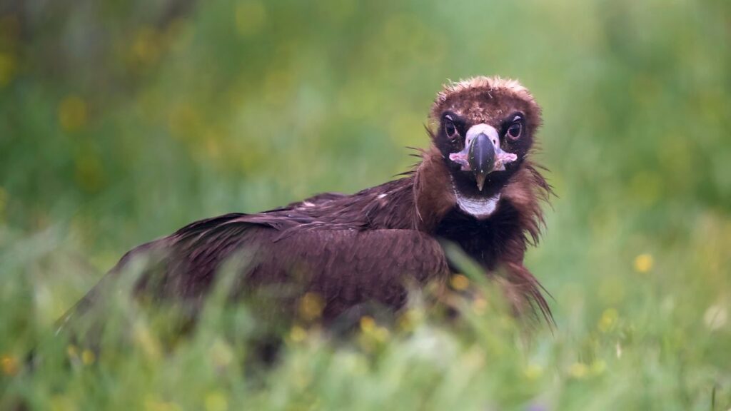 Barátkeselyű a zöld fűben, figyelmesen néz a kamerába.