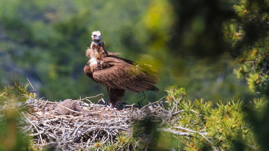 Barátkeselyű fészke, a madár figyelmesen néz a környezetére.