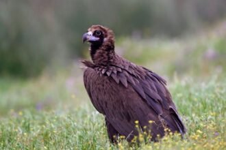 Egy barátkeselyű áll a zöld fűben, szemei figyelmesen néznek előre.