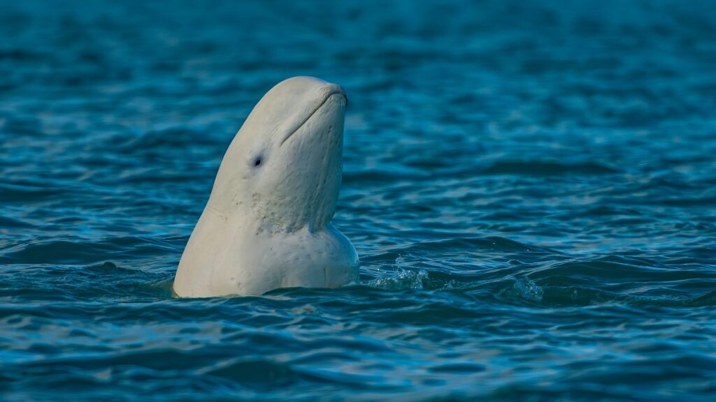 Egy fehér bálna, a beluga, a víz felszínén emelkedik ki, érdeklődve néz körül.