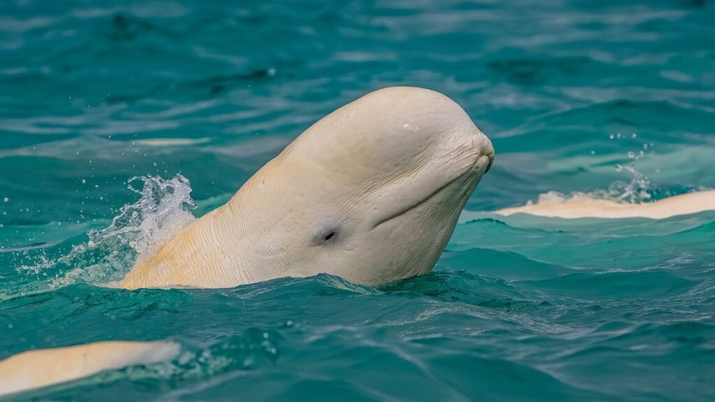 Egy beluga bálna úszik a tiszta, kék vízben, feje a felszínen látható.