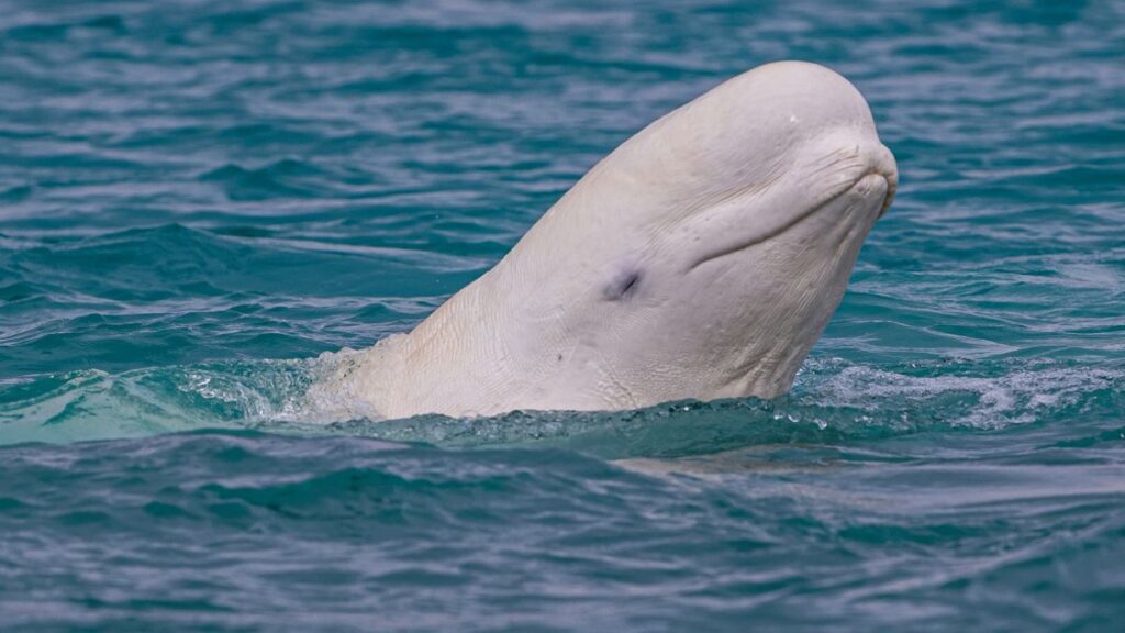 Egy beluga bálna emelkedik ki a vízből, lágy hullámok között.