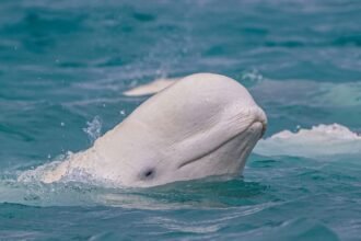 Egy beluga bálna feje a víz felszínén, lágy hullámok között.