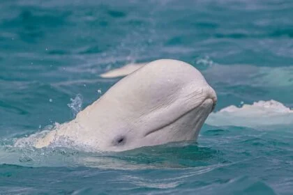Egy beluga bálna feje a víz felszínén, lágy hullámok között.