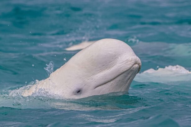 Egy beluga bálna feje a víz felszínén, lágy hullámok között.