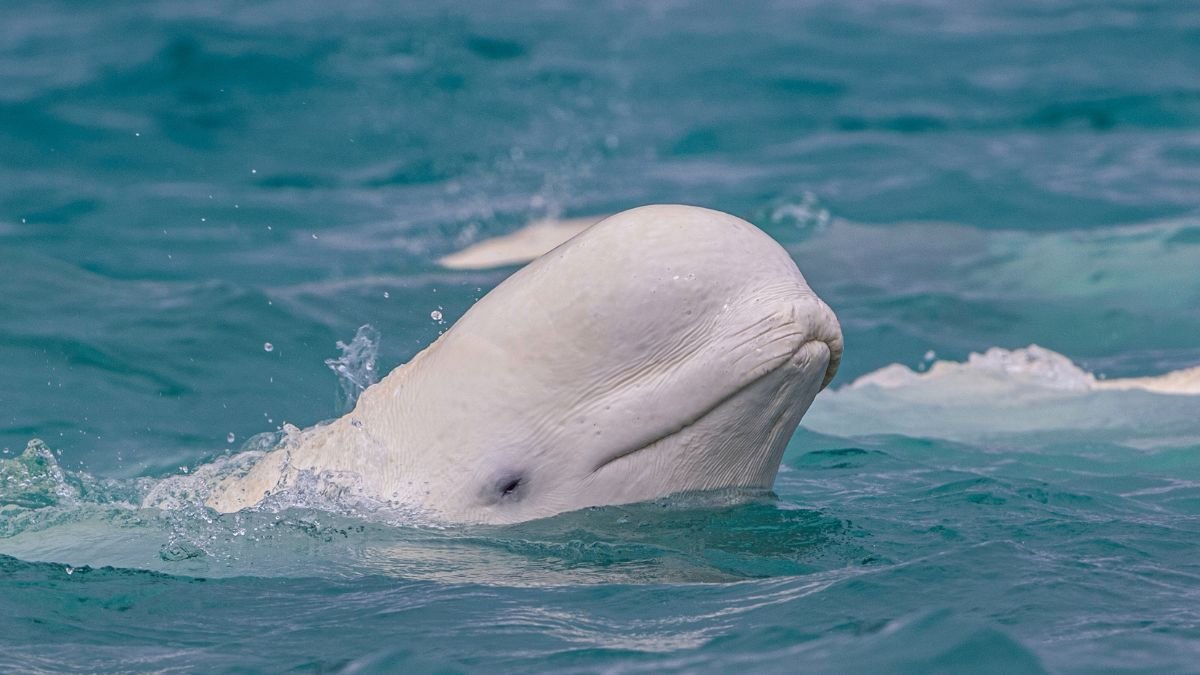 Egy beluga bálna feje a víz felszínén, lágy hullámok között.