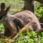Bennett kenguru Macropus rufogriseus