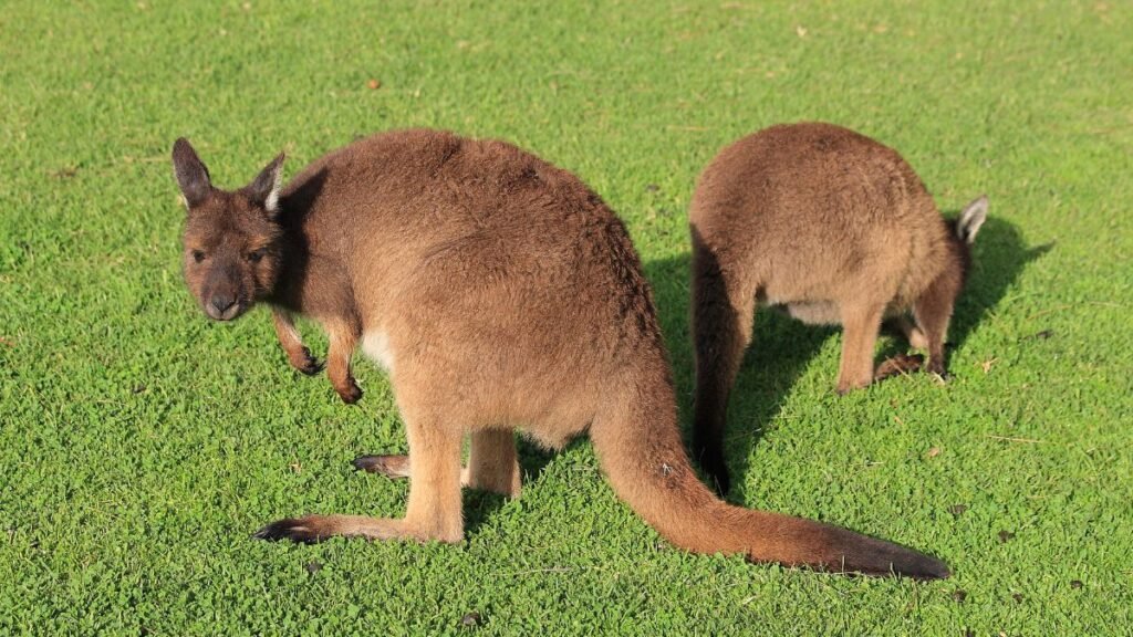 Két Bennett-kenguru pihen a zöld fűben, az egyik figyelmesen néz.