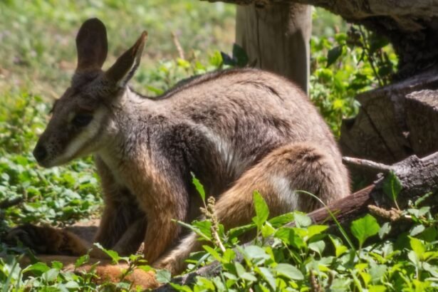 Egy Bennett-kenguru ül a fűben, napsütésben pihenve, körülötte zöld növényzet.
