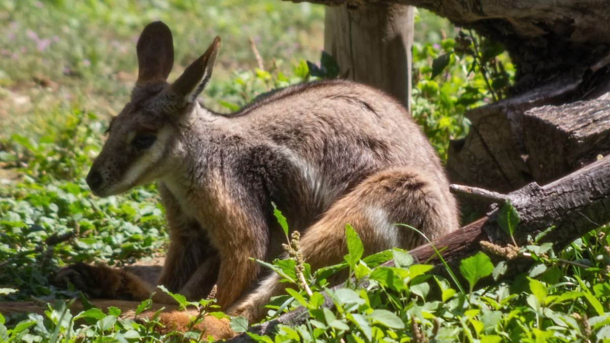 Egy Bennett-kenguru ül a fűben, napsütésben pihenve, körülötte zöld növényzet.