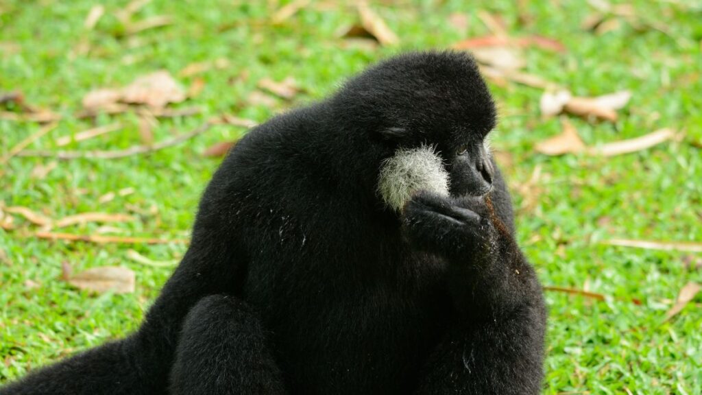 Egy bóbitás gibbon ül a fűben, az arcát simogatva gondolkodik.