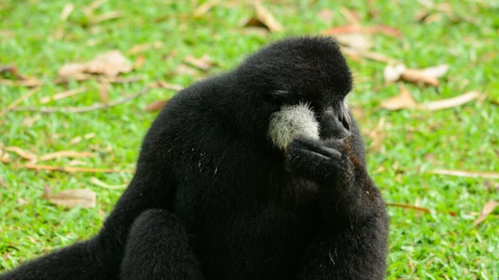 Egy bóbitás gibbon ül a fűben, az arcát simogatva gondolkodik.