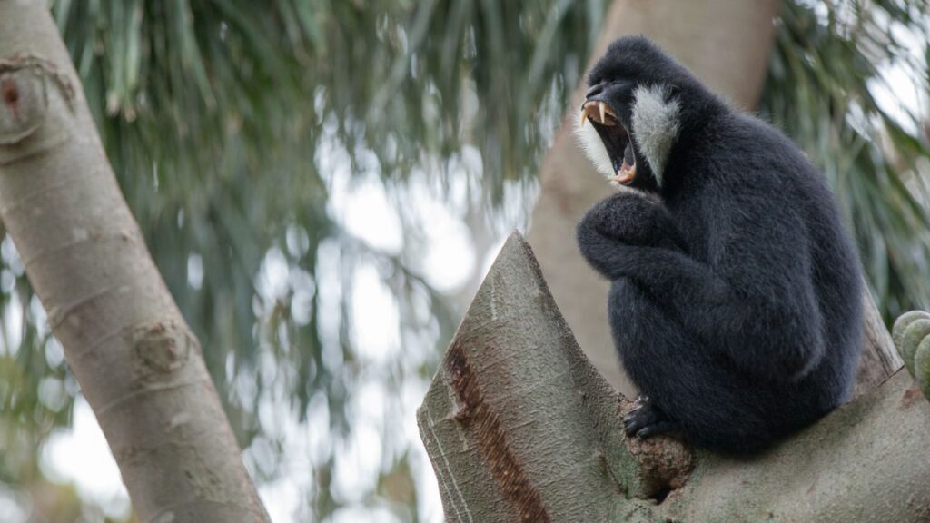 Bobitas gibbon Nomascus leucogenys