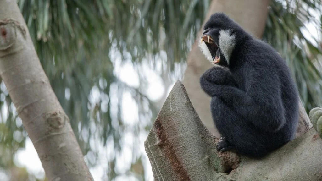 Bobitas gibbon Nomascus leucogenys