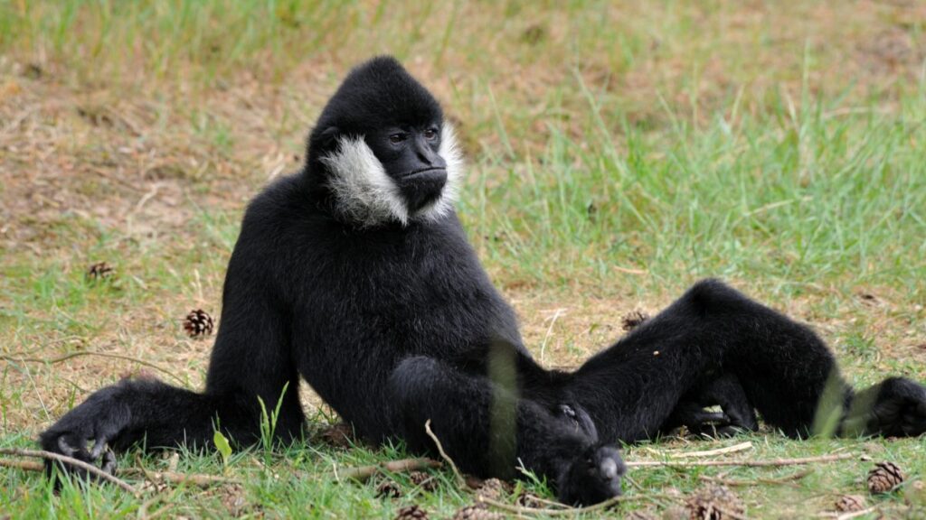 Egy bóbitás gibbon ül a fűben, nyugodt és figyelmes arckifejezéssel.
