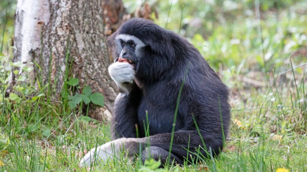Egy bóbitás gibbon ül a fűben, kezében ételt tartva, gondolkodó arckifejezéssel.