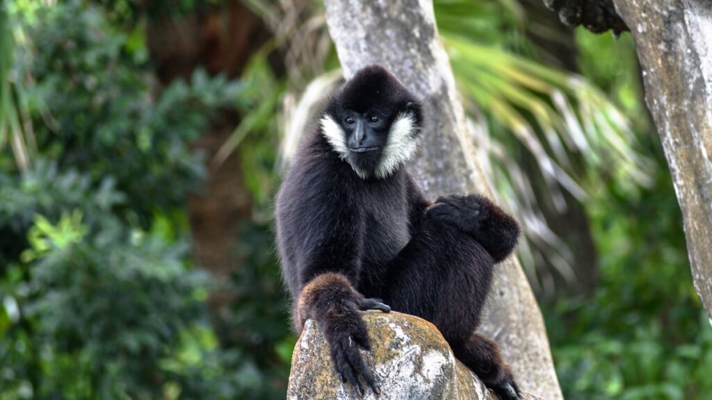 Egy bóbitás gibbon ül egy sziklán, zöld növényzet környezetében.