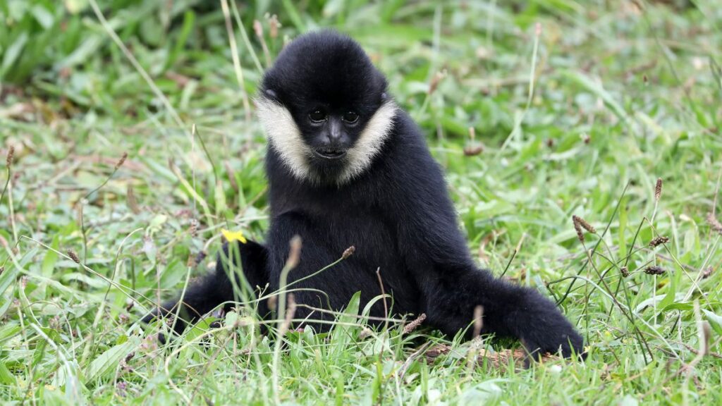 Bobitas gibbon Nomascus leucogenys 5