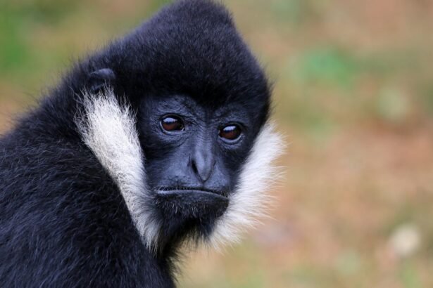 Egy bóbitás gibbon arca, fekete szőrrel és fehér arcszőrzettel.