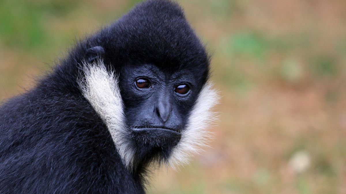 Egy bóbitás gibbon arca, fekete szőrrel és fehér arcszőrzettel.