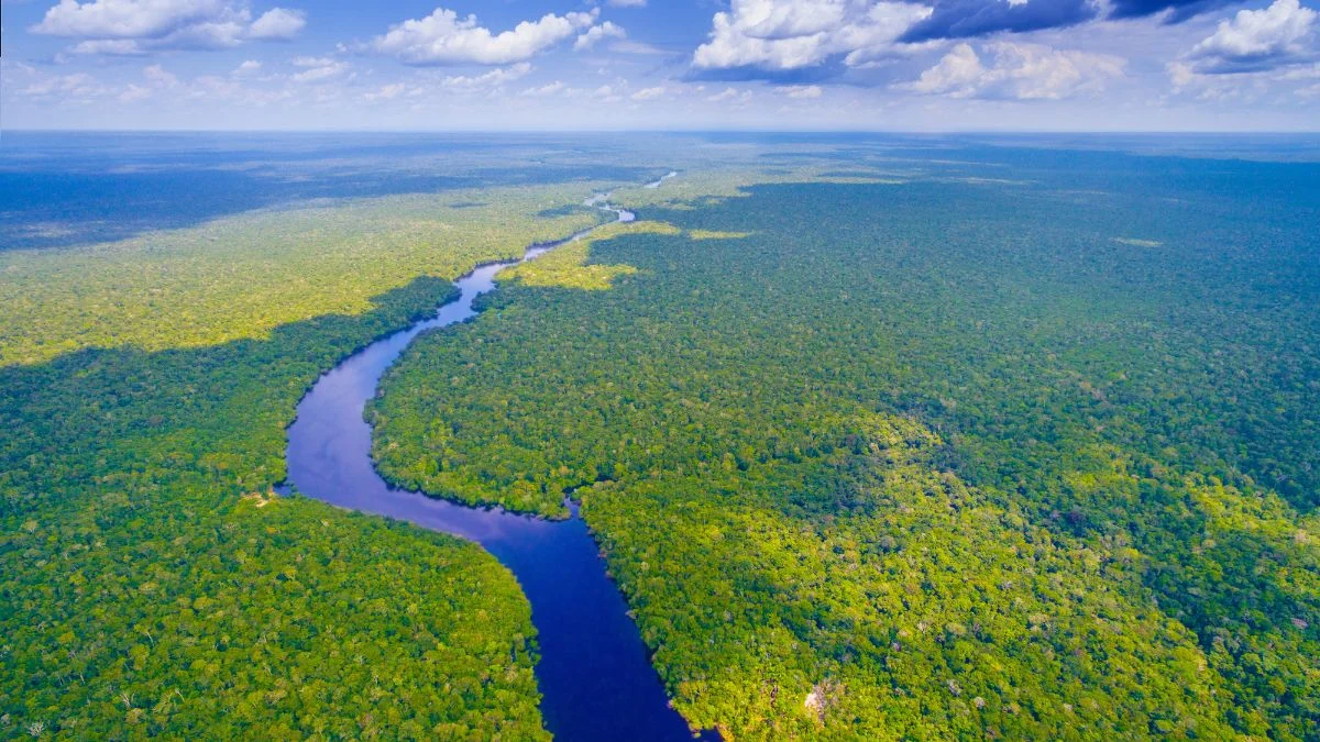 Légi felvétel Brazília buja dzsungeléről és kanyargó folyóiról.