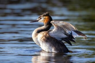 Egy búbos vöcsök vízben, szárnyait kitárva, gyönyörű tollazattal.