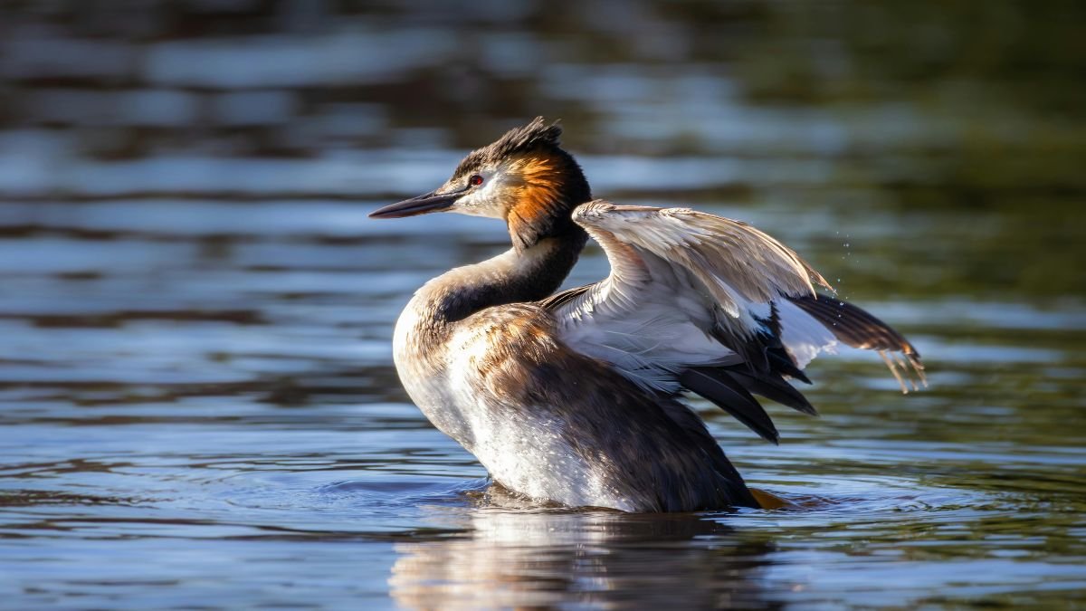 Egy búbos vöcsök vízben, szárnyait kitárva, gyönyörű tollazattal.