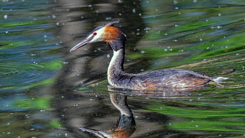 Búbos vöcsök úszik a víz tükrén, gyönyörű tollazattal és élénk színekkel.