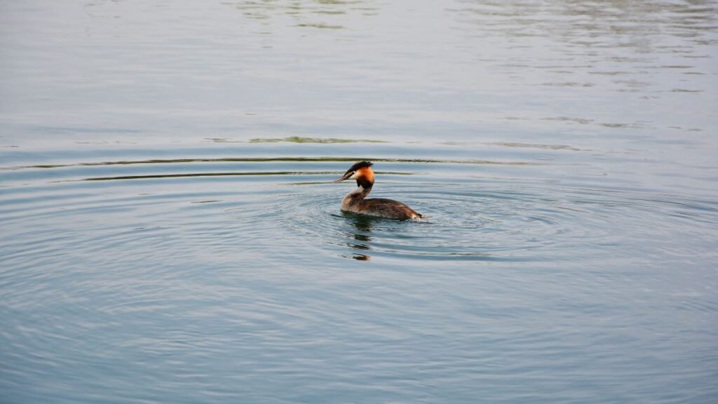 Egy búbos vöcsök úszik a víz felszínén, körülötte gyűrűző hullámok.