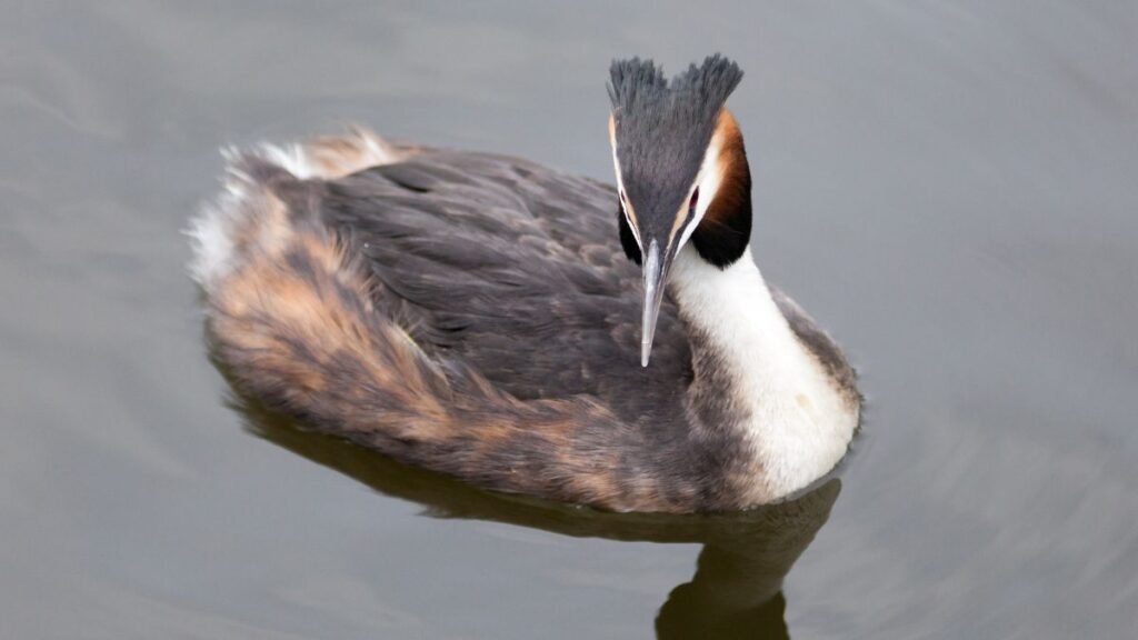 A búbos vöcsök úszik a vízen, szép tollazattal és jellegzetes fejformával.