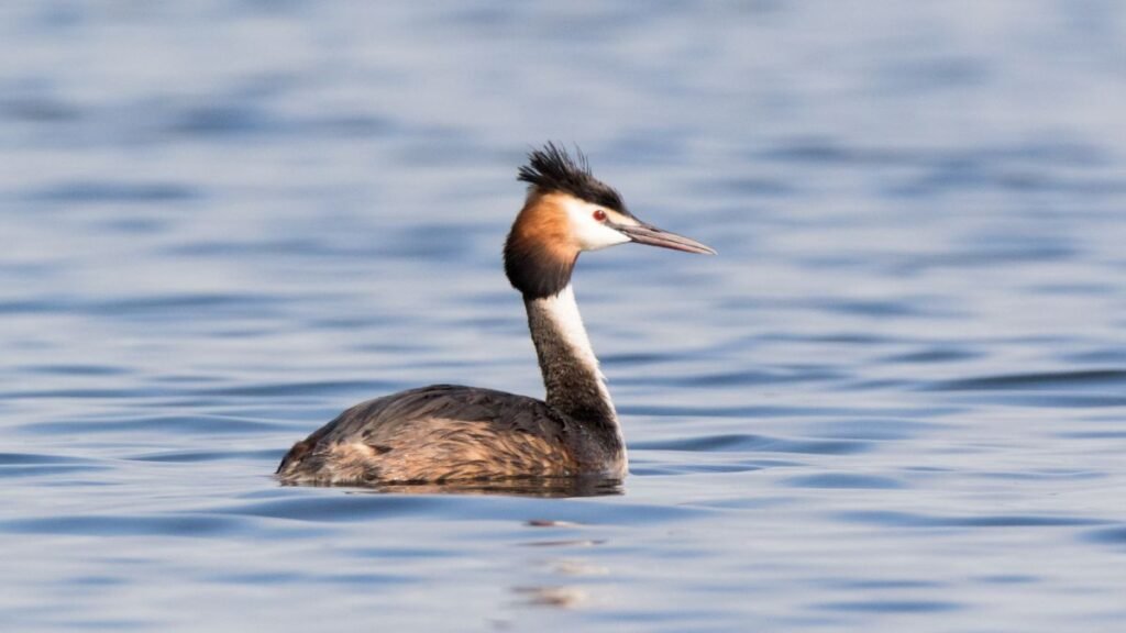 A búbos vöcsök úszik a víz felszínén, gyönyörű tollazattal.
