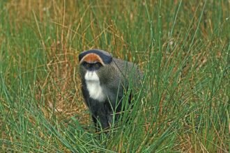 Egy cerkóf majom áll a fűben, figyelmesen néz körül.