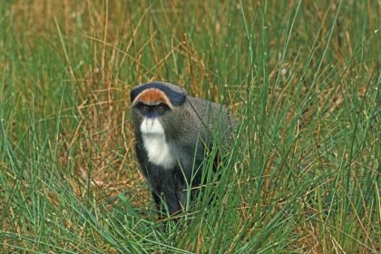 Egy cerkóf majom áll a fűben, figyelmesen néz körül.