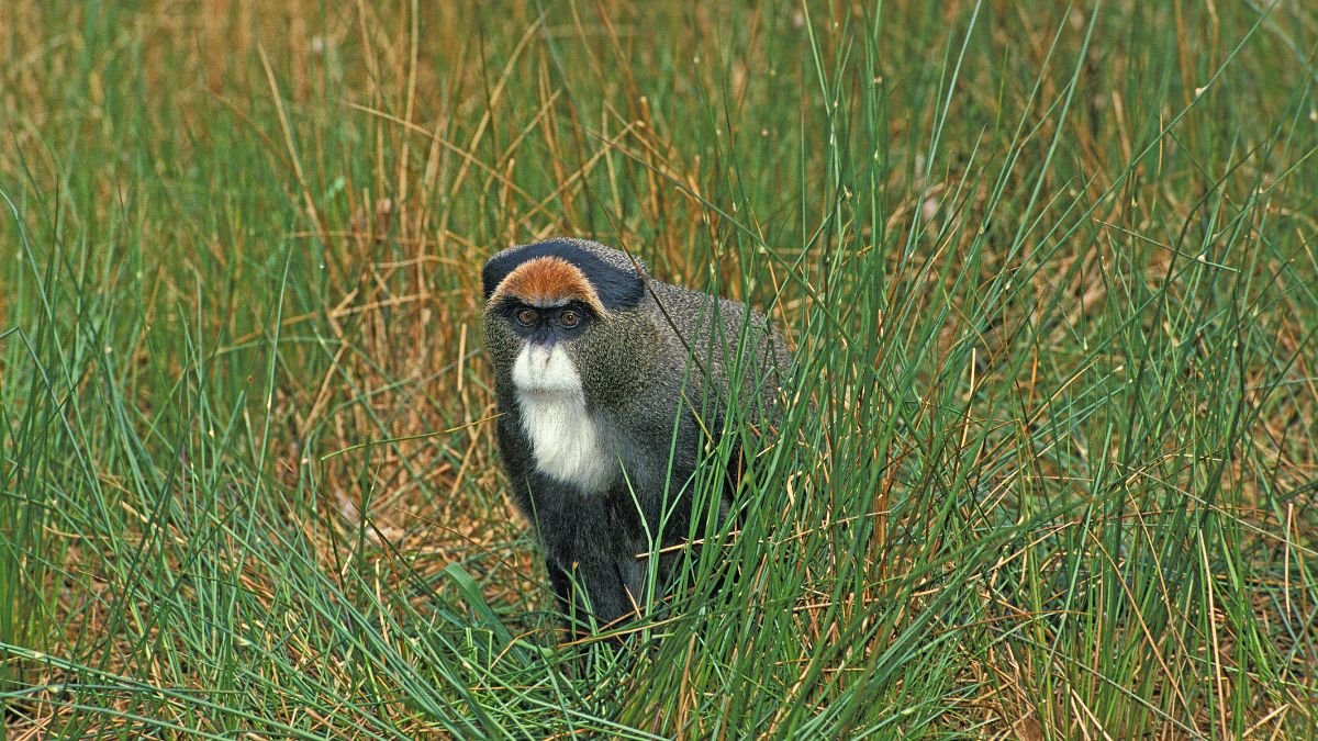 Egy cerkóf majom áll a fűben, figyelmesen néz körül.