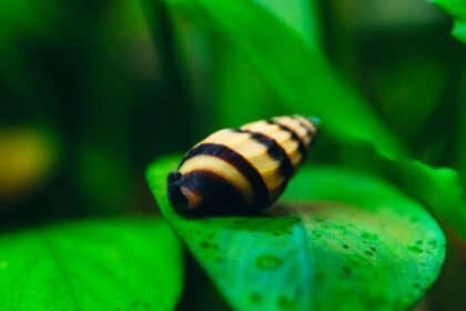 Egy csigaevő csiga zöld levélen, sárga és fekete csíkos héjjal.