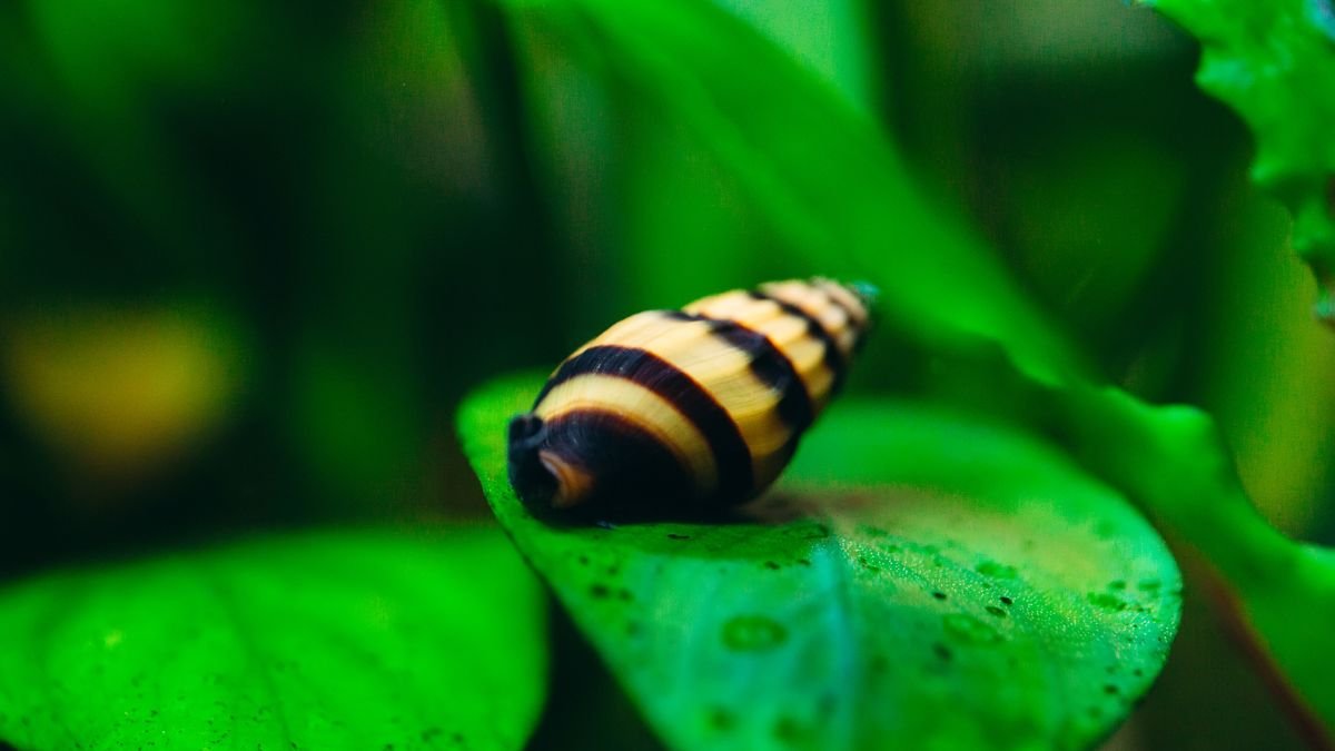 Egy csigaevő csiga zöld levélen, sárga és fekete csíkos héjjal.