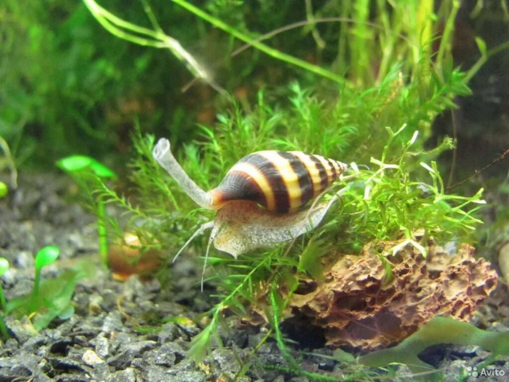 Egy csigaevő csiga, Anentome helena, mozgásban, zöld növények között.