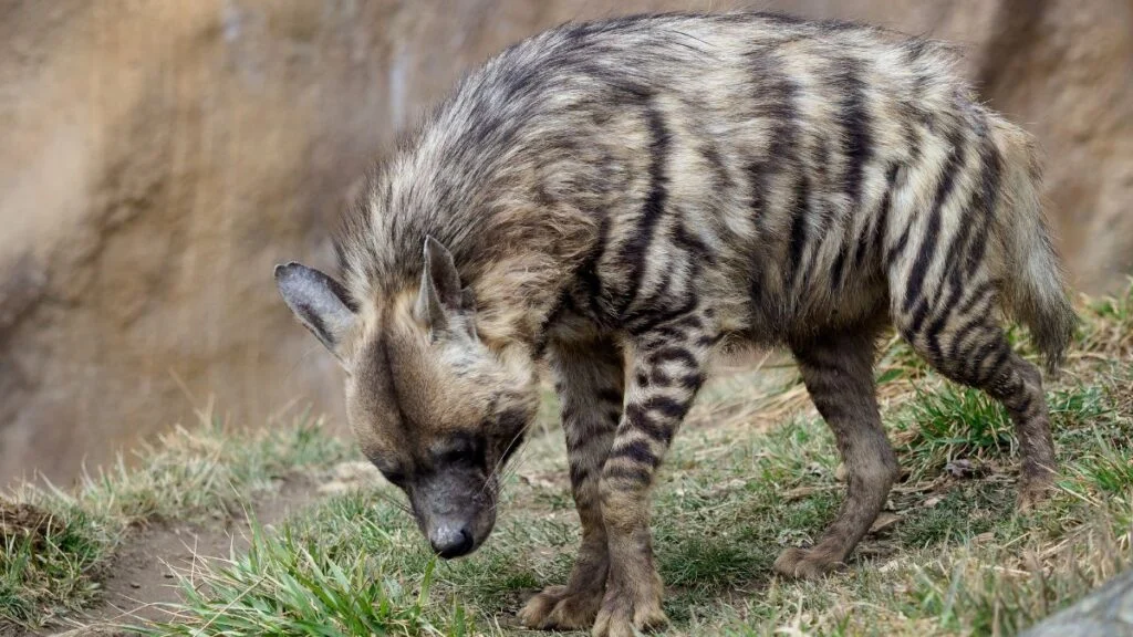 Csíkos hiéna a fűben, figyelmesen nézelődik, természetes környezetben.