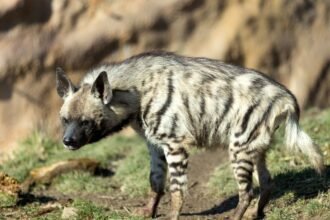 Csíkos hiéna, a természetben sétálva, zöld fűvel borított területen.