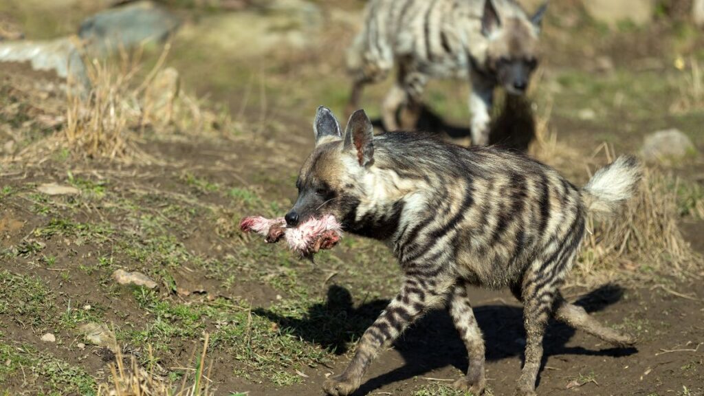 Csíkos hiéna, amint zsákmányt cipel a szájában, háttérben egy másik hiéna látható.