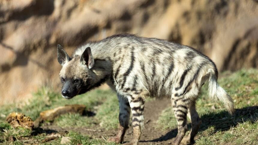 Csíkos hiéna, a természetben sétálva, zöld fűvel borított területen.