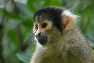 Egy csuklyásmajom közelről, zöld háttér előtt, figyelmes arccal.