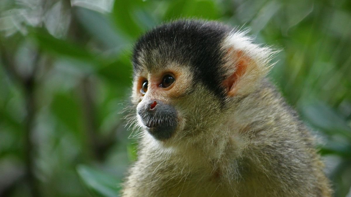 Egy csuklyásmajom közelről, zöld háttér előtt, figyelmes arccal.