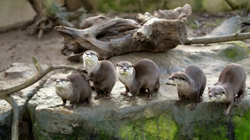 Öt európai vidra egy sziklán, érdeklődve néznek körbe a természetben.