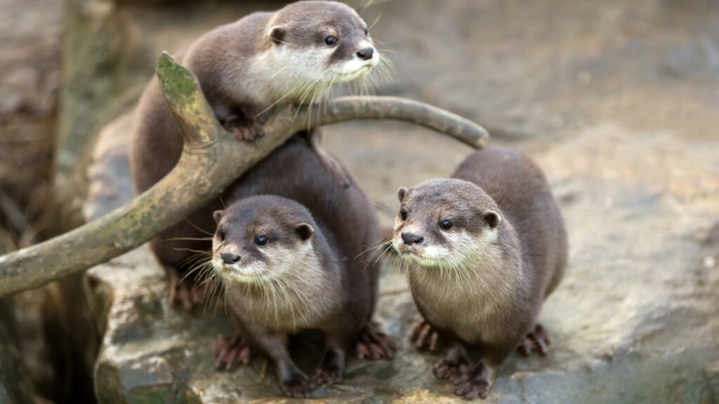 Három vidra, egy faágon ülve, vidáman néznek körbe.